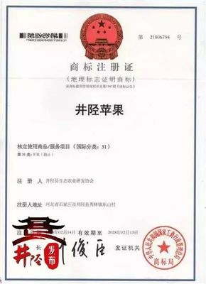 水果愛好者的福音 國(guó)家地理標(biāo)志產(chǎn)品“井陘蘋果”上市，代理代辦全面啟動(dòng)